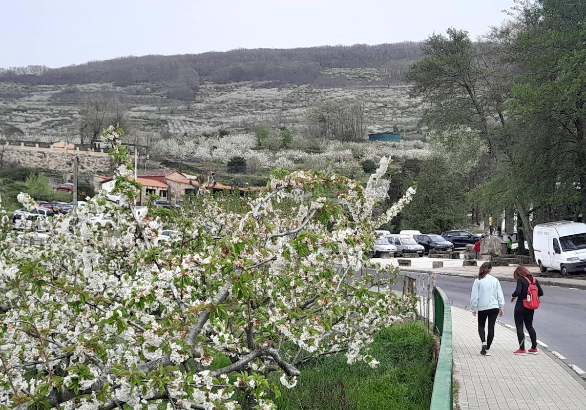 El Valle del Jerte se engalana con los cerezos en flor