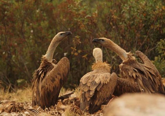 Extremadura envía 21 buitres leonados a Cerdeña para repoblar Europa