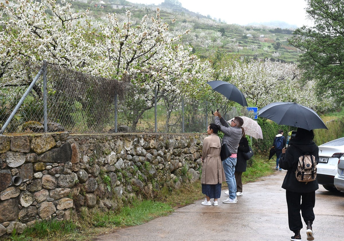 Un cerezo en flor pasado por agua en Semana Santa