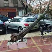 La borrasca Nelson obliga a cerrar parques y jardines en Extremadura