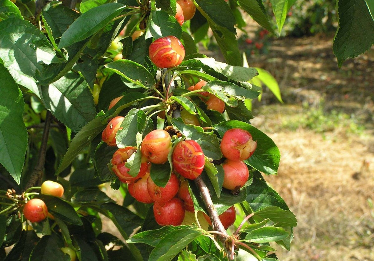 Cereza del Valle del Jerte dañada por el granizo en una campaña.