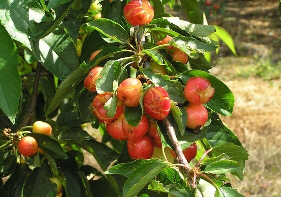 Cereza del Valle del Jerte dañada por el granizo en una campaña.