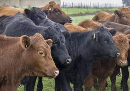 Ejemplares de ganadería extensiva bovina en campos de Extremadura.