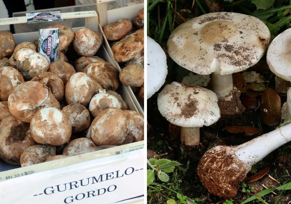 A la izquierda la sabrosa Amanita ponderosa (gurumelo), a la derecha la mortal Amanita verna (cicuta blanca)