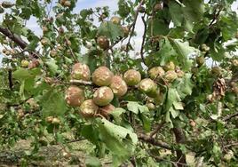 Fruta dañada por una tormenta en Entrerríos.