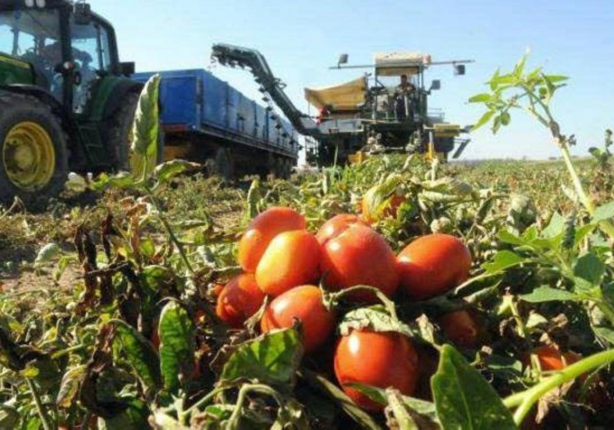 Las explotaciones de regadío (en la imagen, tomate durante su recolección), son de las más beneficiadas.