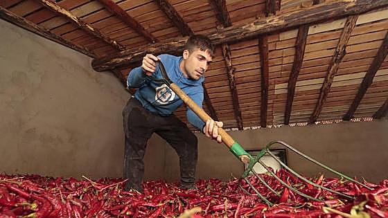 Más ayudas para fomentar los biocombustibles en el secado tradicional del pimiento