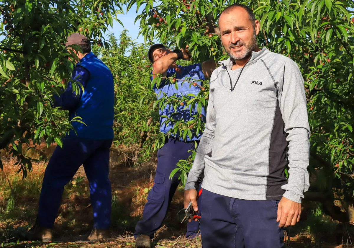 Pedro Almodóvar, fruticultor de Orellana la Vieja, este jueves en el entresaque de nectarinas.