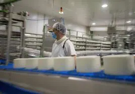 Producción de quesos con denominación de origen Torta del Casar.