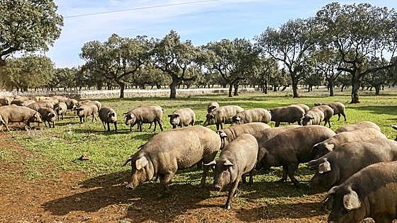 El jamón ibérico español se une contra el fraude
