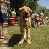 Un ejemplar de mastín en un concurso