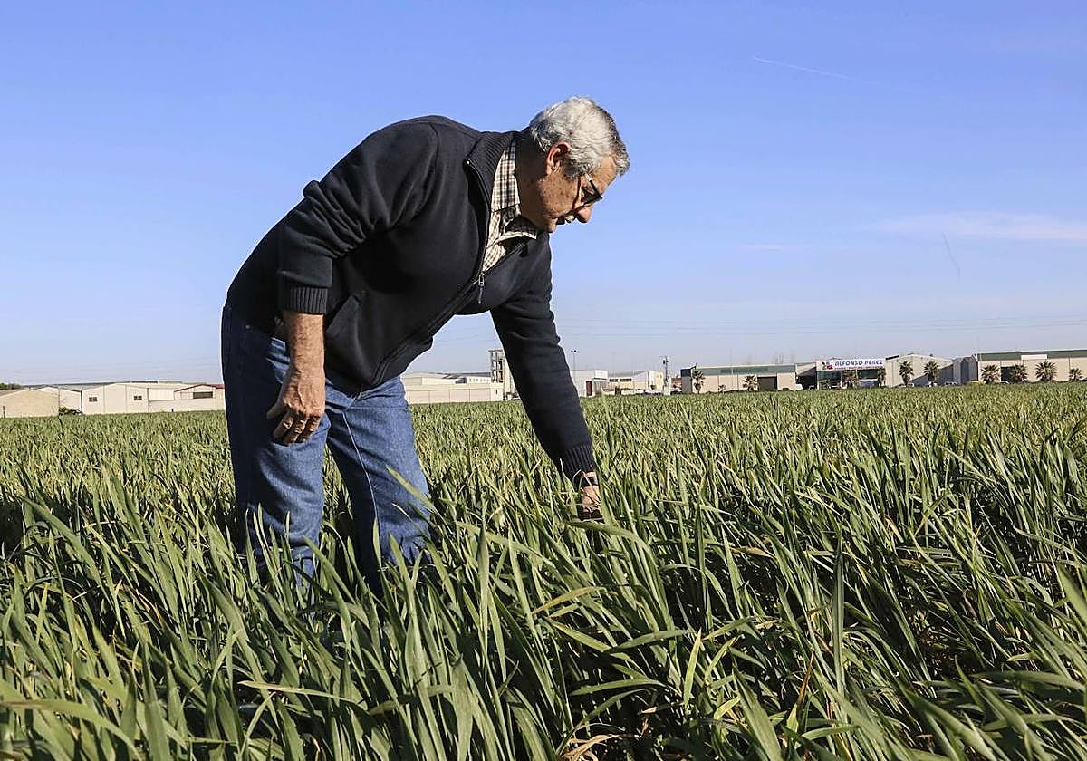 Agricultor en un campo de trigo y maíz en Puebla de la Calzada.