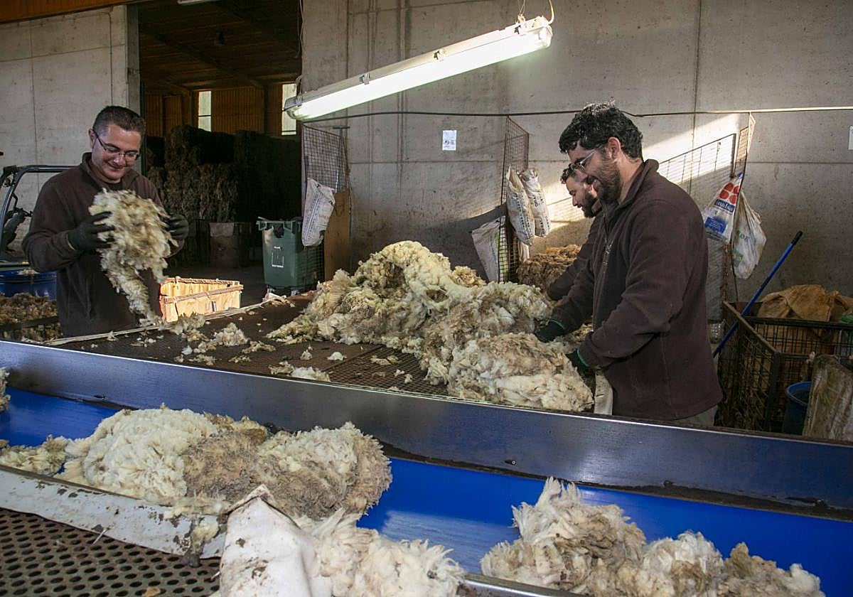 Trabajadores de Lanas clasifican el producto en Trujillanos.