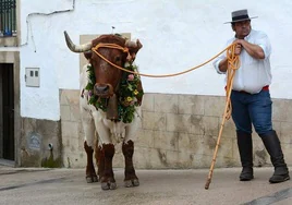 Brozas revive el sábado el Toro de San Marcos, la fiesta prohibida por la Inquisición