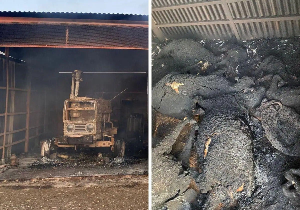 Los animales que acabaron calcinados se encontraban dentro de la nave.