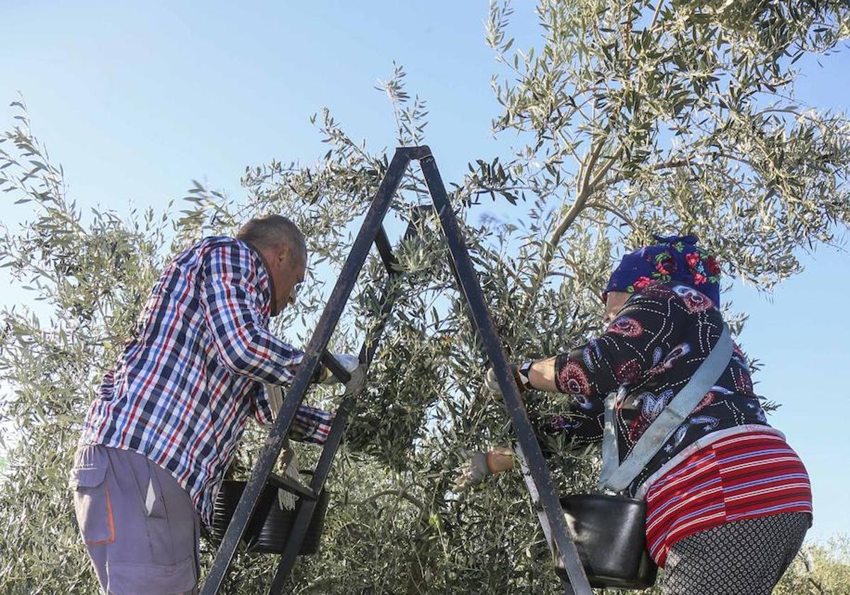 Temporeros en la campaña de verdeo en Solana de los Barros, uno de los términos donde se plantea el regadío.