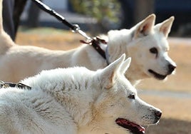 Cómo saber si mi perro tiene Alzheimer