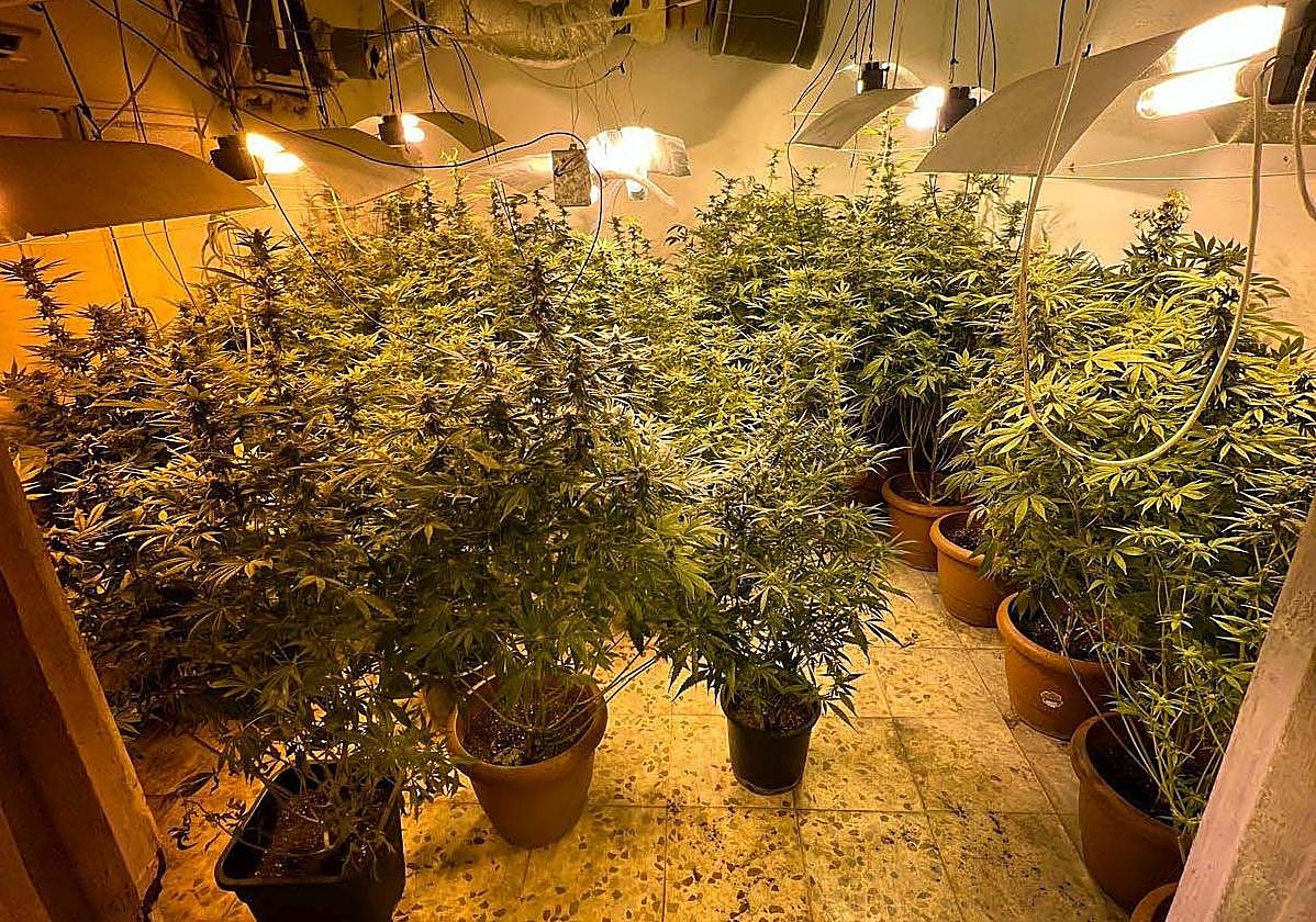 Seis detenidos por cultivar 657 plantas de marihuana en seis viviendas de Badajoz