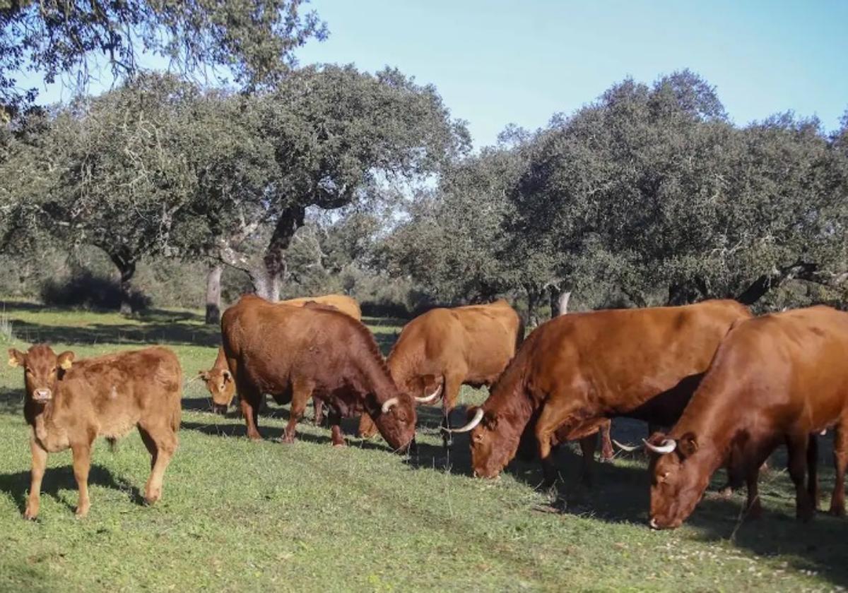 Los ganaderos piden a Planas que España rechace el nuevo Reglamento Europeo.