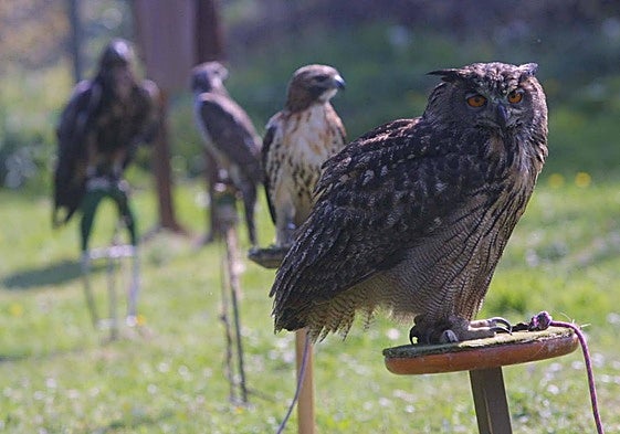 Aves rapaces nocturnas de Extremadura y dónde encontrarlas