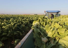 Recogiendo las plantas del campo para llevarlas a los secaderos.