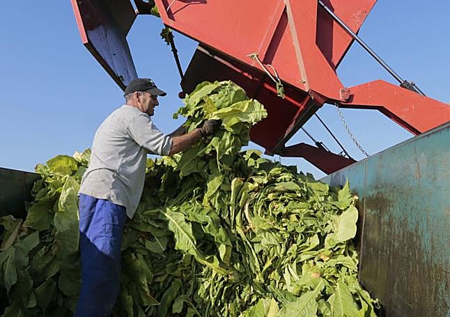 Apilando las hojas verdes de tabaco.