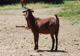 Cabras con GPS