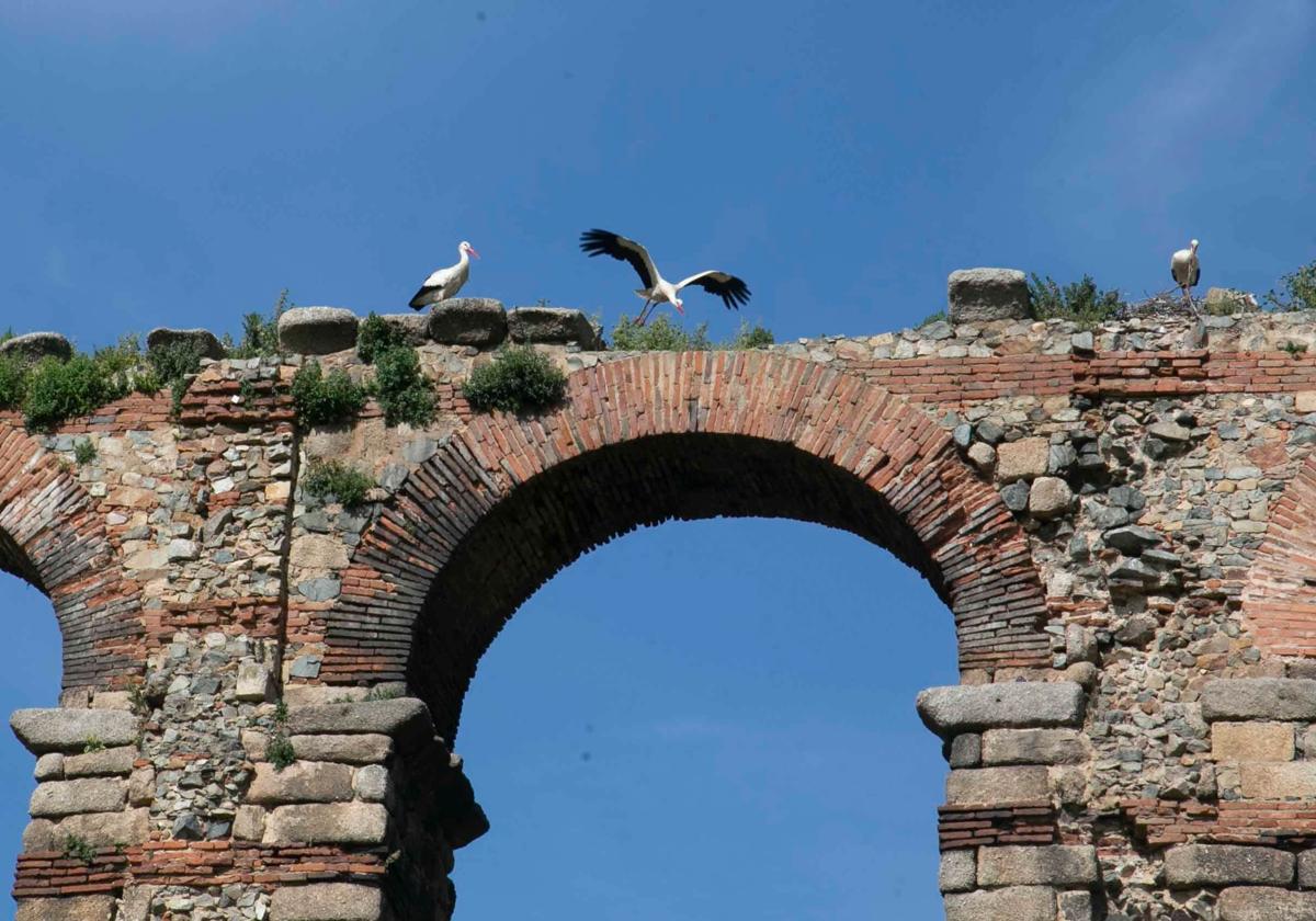 Cigüeñas sobre los arcos de los Milagros.