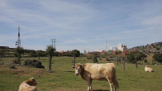Científicos extremeños usan pacas de heno con semillas autóctonas para mejorar el pasto