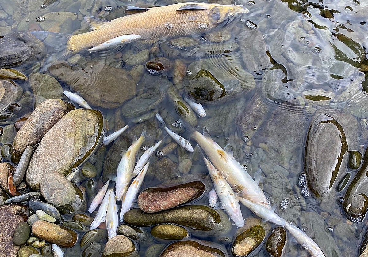 Peces muertos en el río Hurdano.
