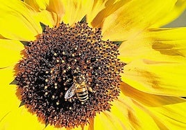 Combatir la fatiga y otros nueve beneficios de la jalea real