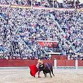 PP y PSOE de Badajoz aprueban una moción para restituir el Premio Nacional de Tauromaquia