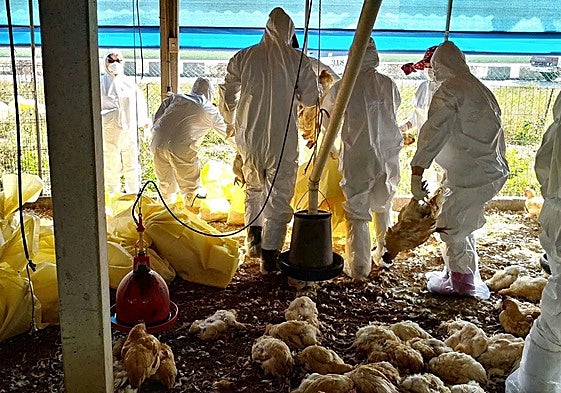 Sacrificio de gallinas en una granja de Taiwán afectada por la aparición de focos de gripe aviar.