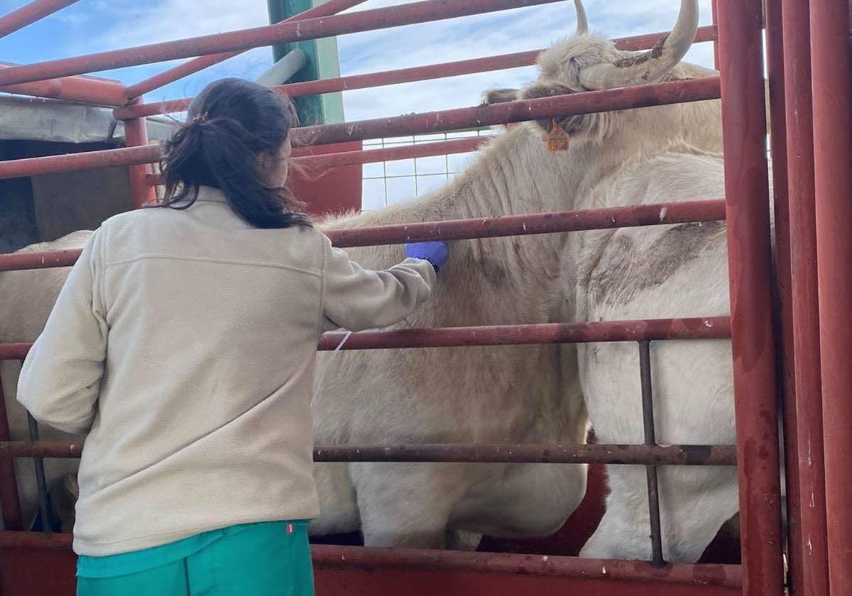 Veterinario de explotación, voluntario