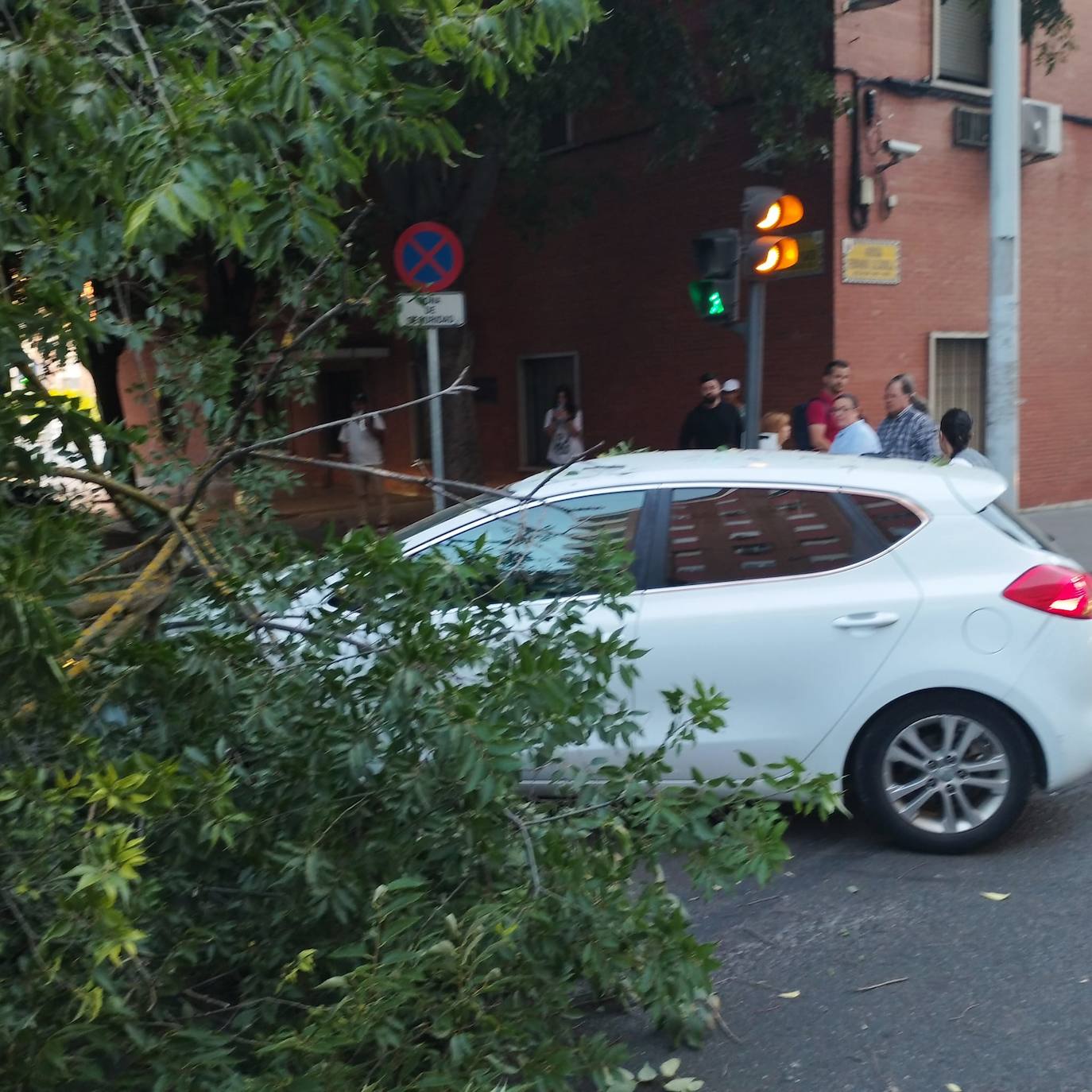 Así ha quedado el paso de peatones tras la caída de una enorme rama