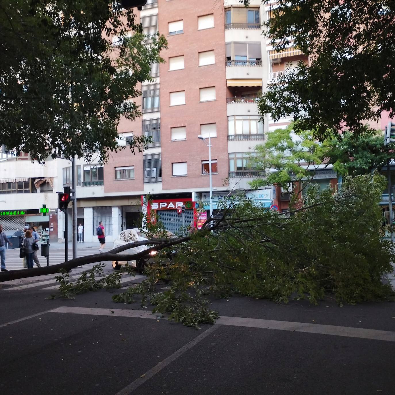 Así ha quedado el paso de peatones tras la caída de una enorme rama