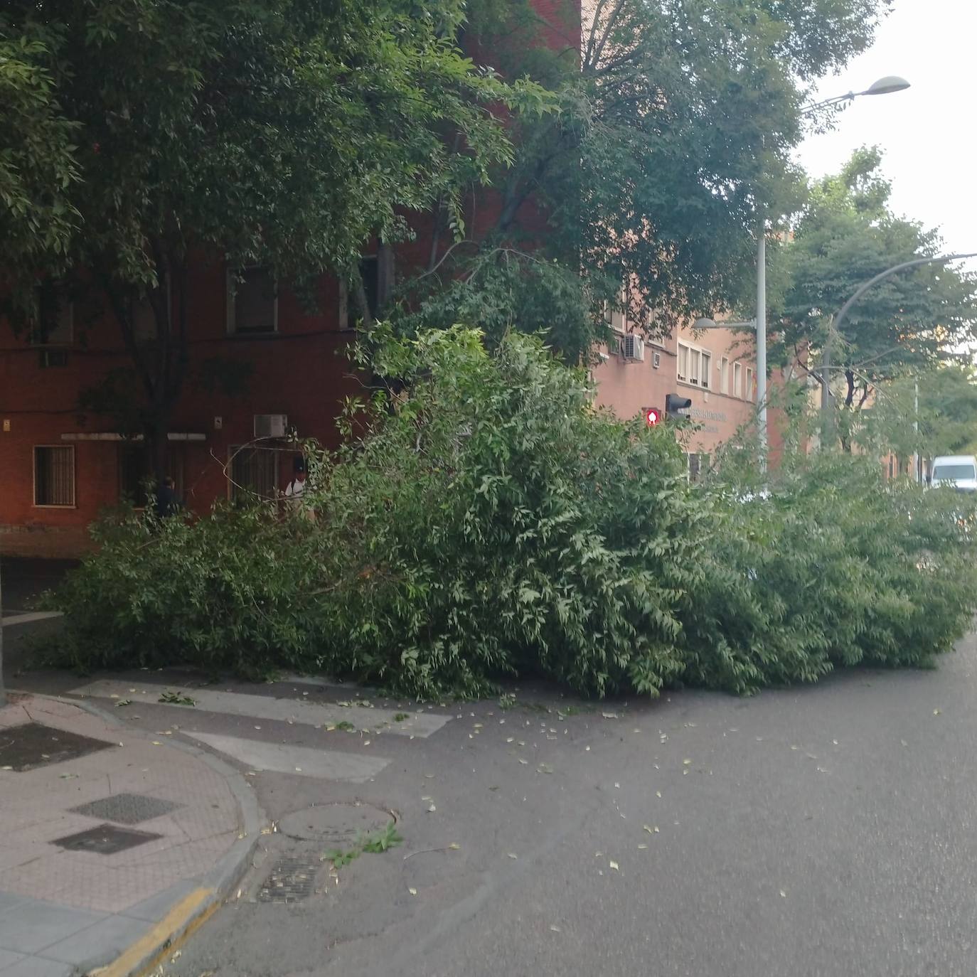 Así ha quedado el paso de peatones tras la caída de una enorme rama