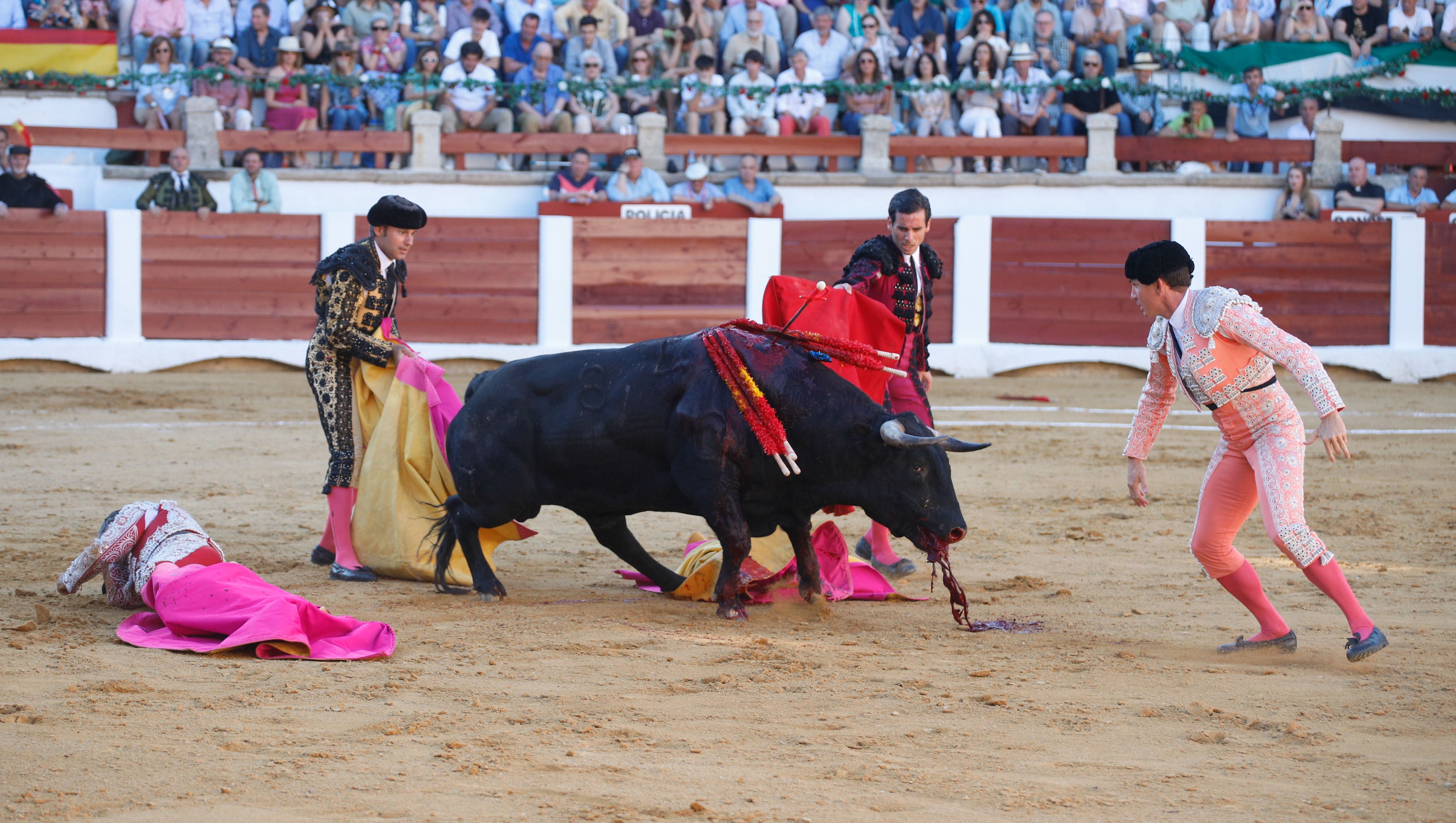 Fotos | Las mejores imágenes del regreso de los toros a Cáceres (II)