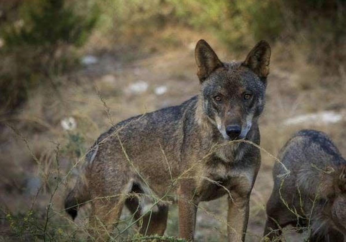 Un estudio ve en el lobo una solución al aumento incontrolado de ciervos, corzos y jabalíes
