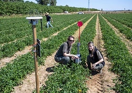 Cristina Montesinos y Sandra Millán, investigadoras del Cicytex, en la parcela de tomate.