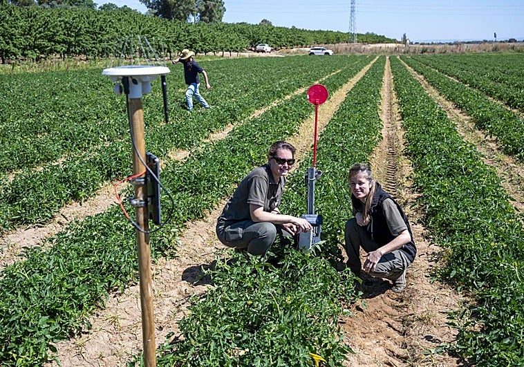 Cristina Montesinos y Sandra Millán, investigadoras del Cicytex, en la parcela de tomate.