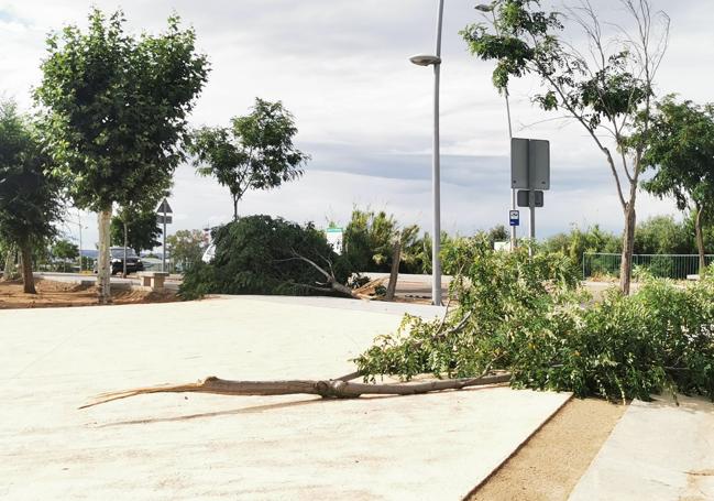 Árboles dañados junto al parque de avenida de los Deportes.