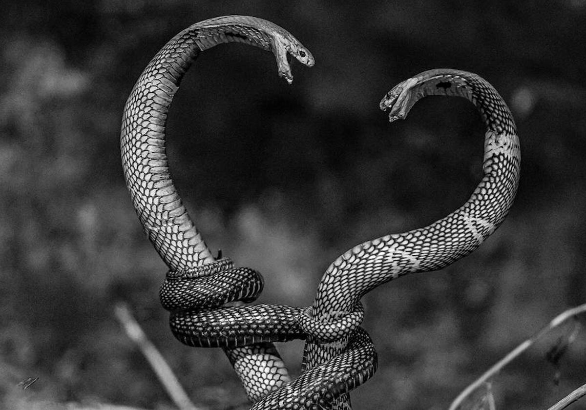 Estas son algunas de las fotografías de Mosquito Tango