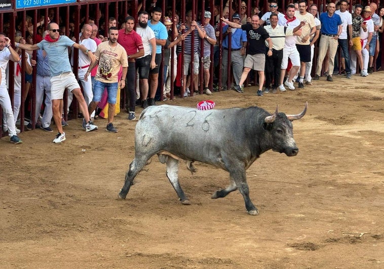 Toro que ha salido en el encierro.