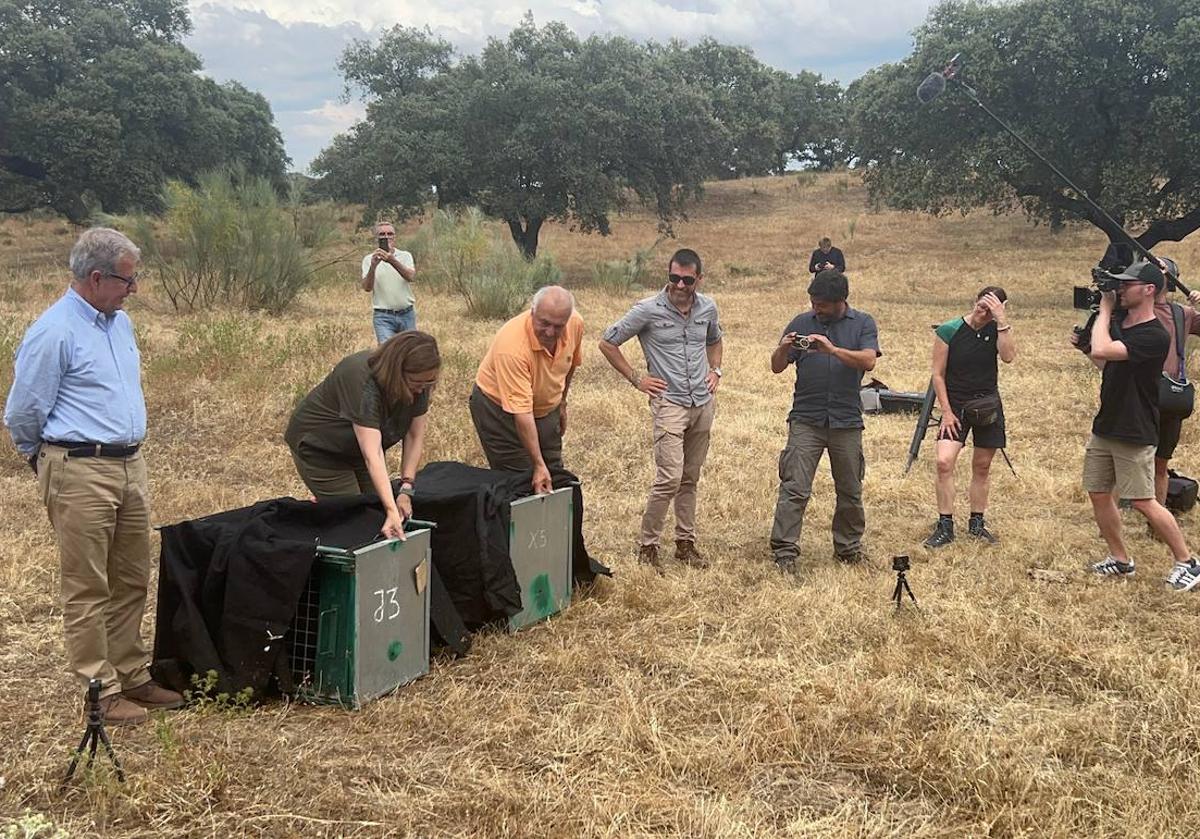 Imagen principal - Los linces Flora y su cachorro Ulán, liberados juntos como experimento