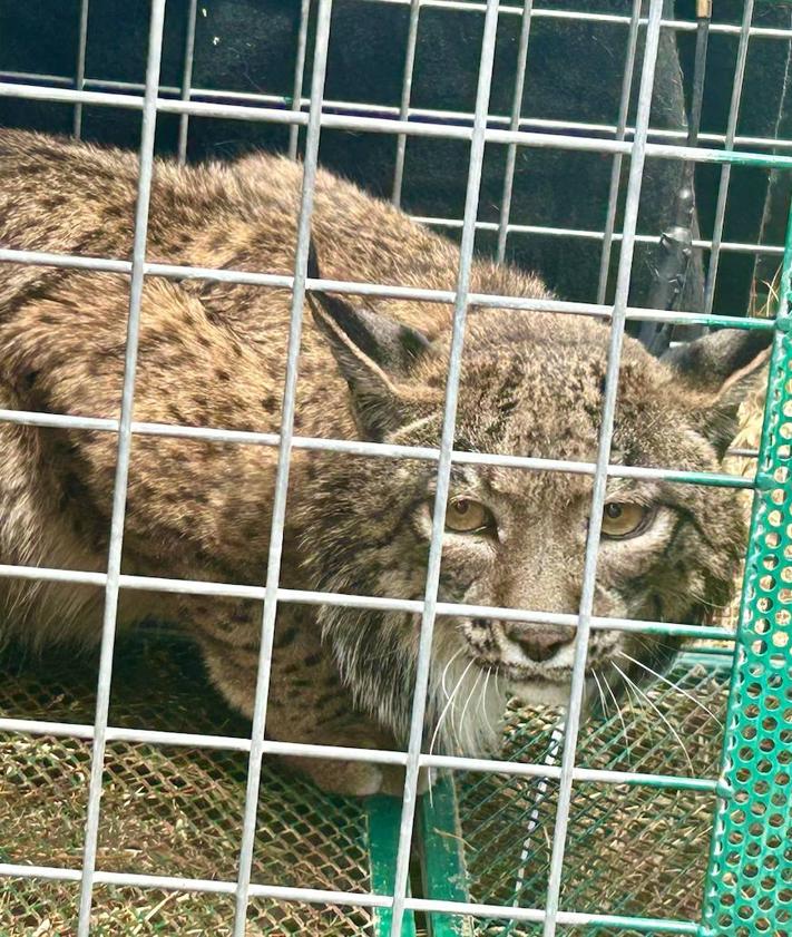 Imagen secundaria 2 - Los linces Flora y su cachorro Ulán, liberados juntos como experimento