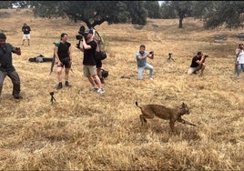 Los linces Flora y su cachorro Ulán, liberados juntos como experimento