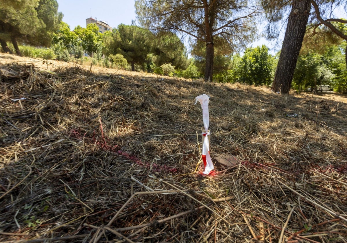 La parcela del Parque del Príncipe, desbrozada y señalizada para el inicio de la obra.