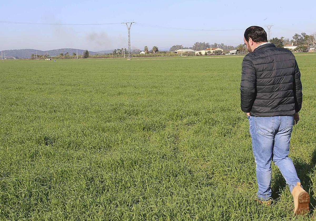 Cereales de invierno en una finca cercana a Mérida.