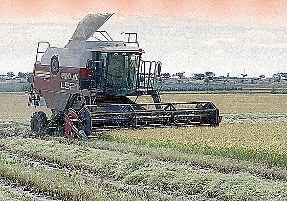 Cultivo de arroz en Extremadura.